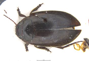 Media type: image;   Entomology 6020 Aspect: habitus dorsal view